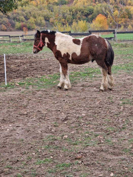 Manz cai herghelia Miutescu