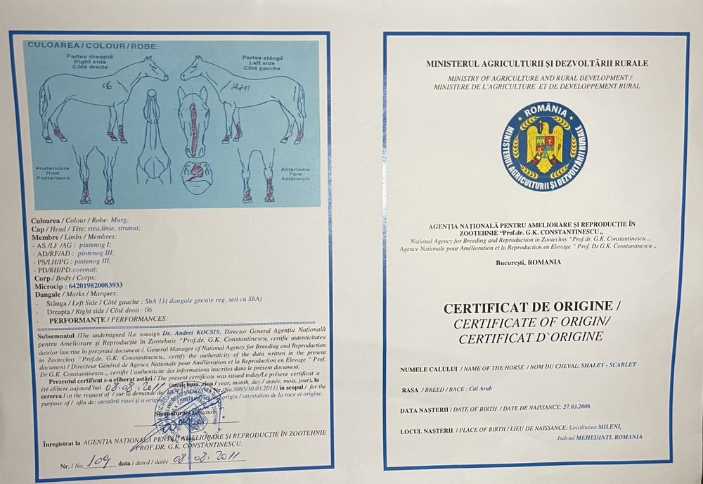 Vand carlan pur sange arab