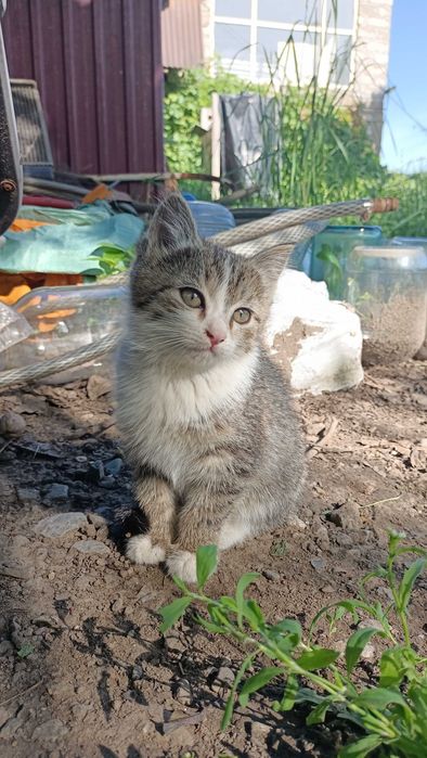 Отдам котят в добрые руки