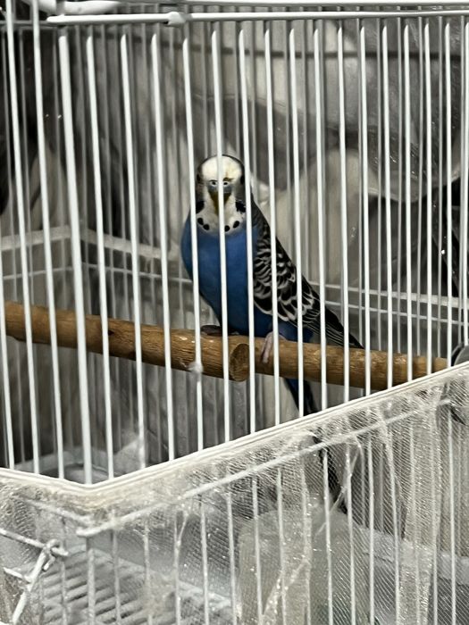 Продам попугая с клеткой