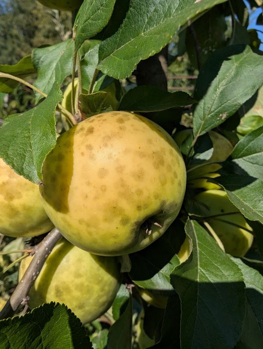 Mere delicioase de consum și tuica