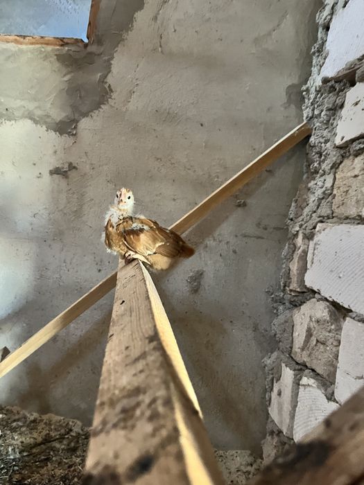 1айлык балапан сатылады