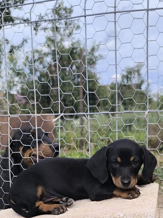 Cățel teckel dachshund