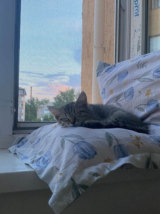 Отдам котенка в добрые руки