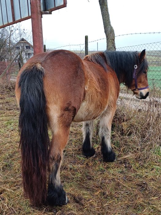 Vând mânză Ardeneză de 2 ani