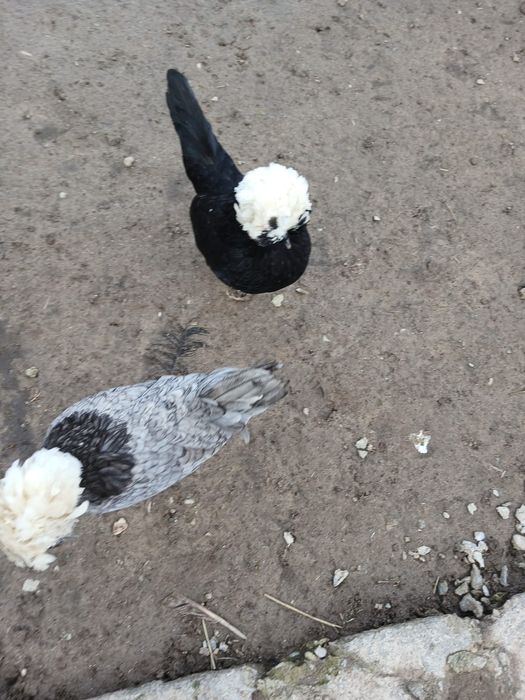 Vand Gaini matasa japoneza si motate olandeza 100 de lei perechei