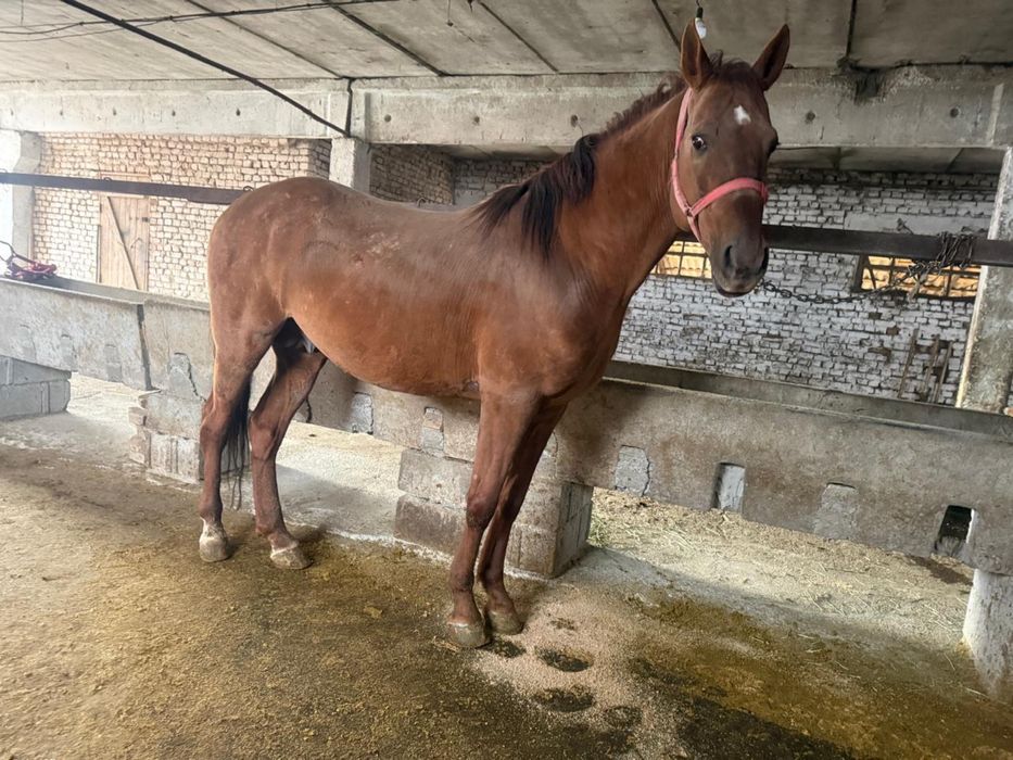 Айгыр сатылады 6 жасар