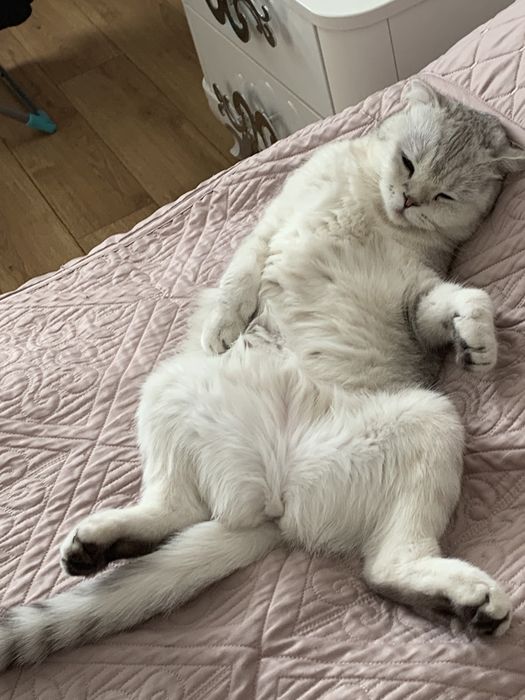 Скотиш фолд кошка