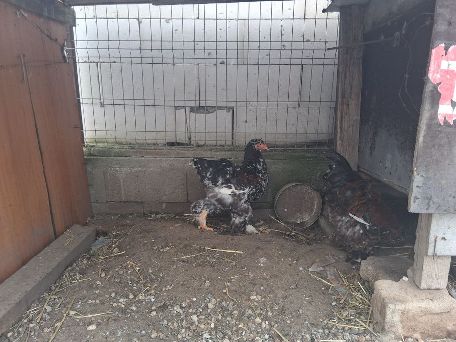 Vând sau schimb cocoși