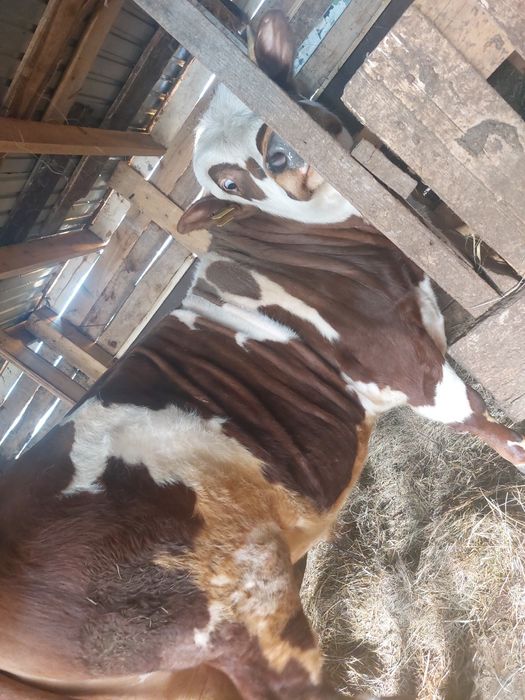 Продам быка 2 года