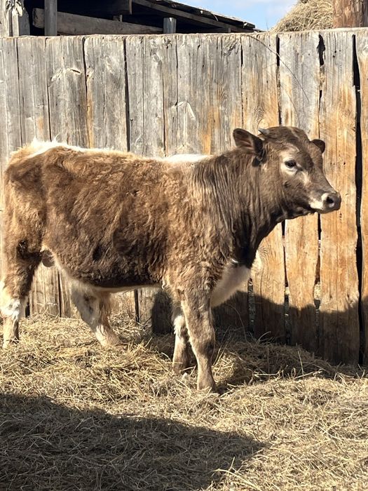 Продам бычков и телочку