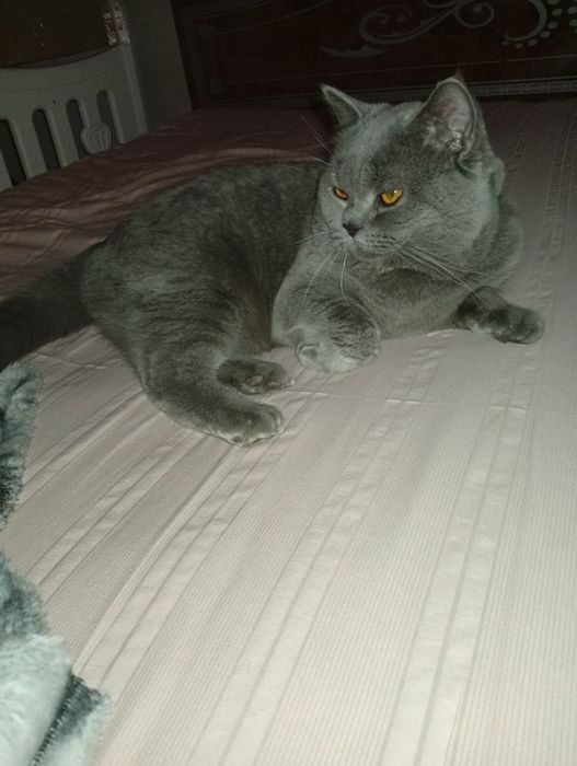 Britan mushugi  sotiladi