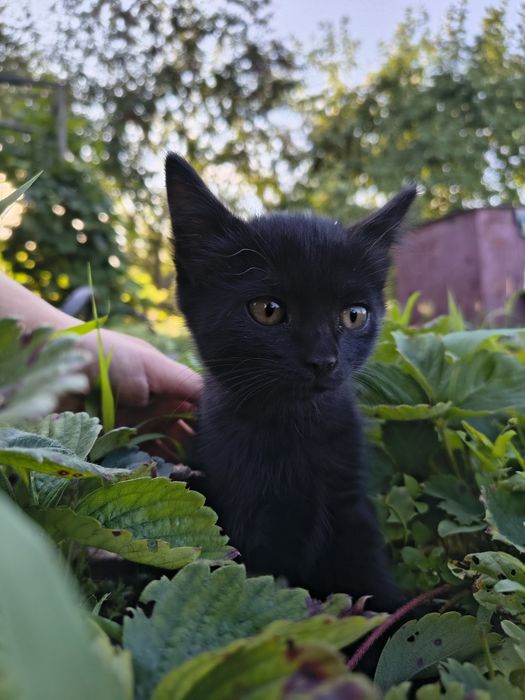 Отдаем котенка девочку