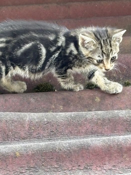 Подарявам малки котенце