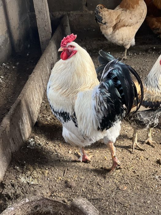 Қораздар  (петухи)