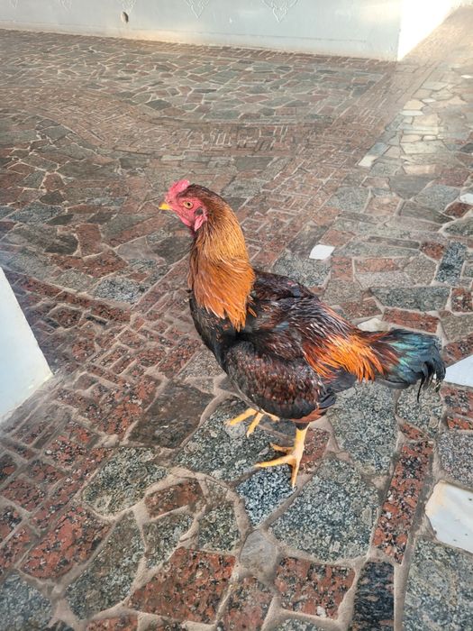 Dakan xoroz sotiladi