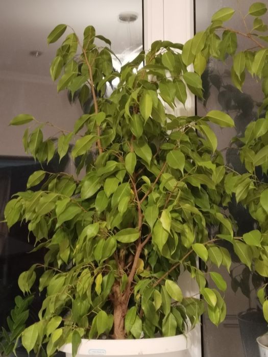 Продам цветы фикусы и бугенвилии