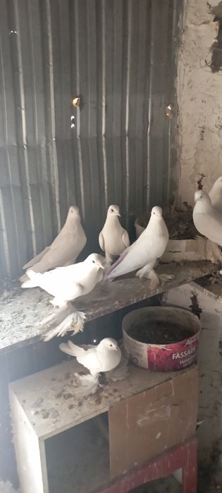 Голуби.   Алматы