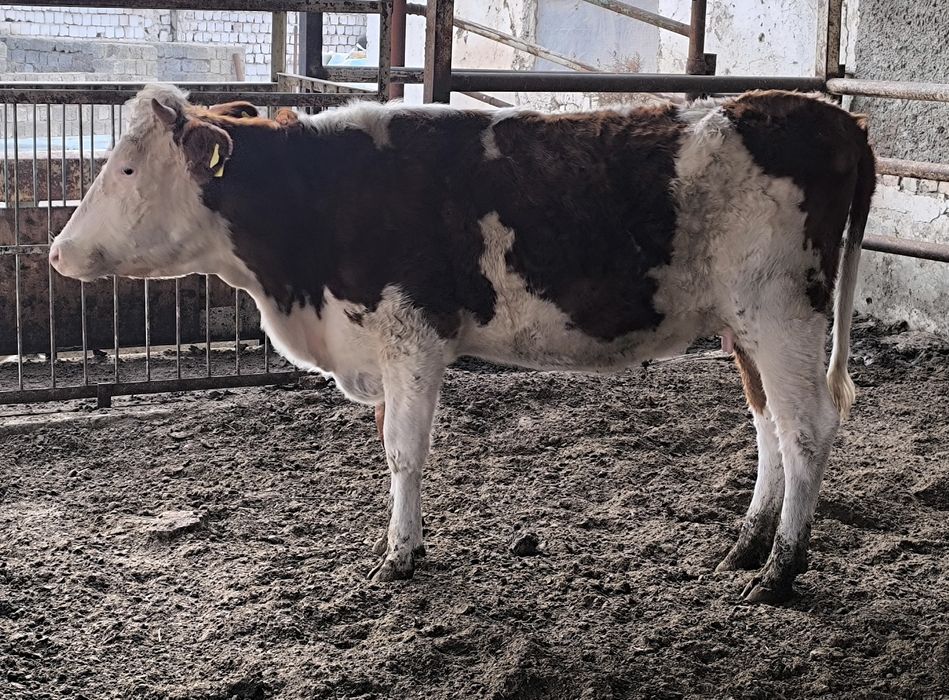 Симментал бука сотилади.