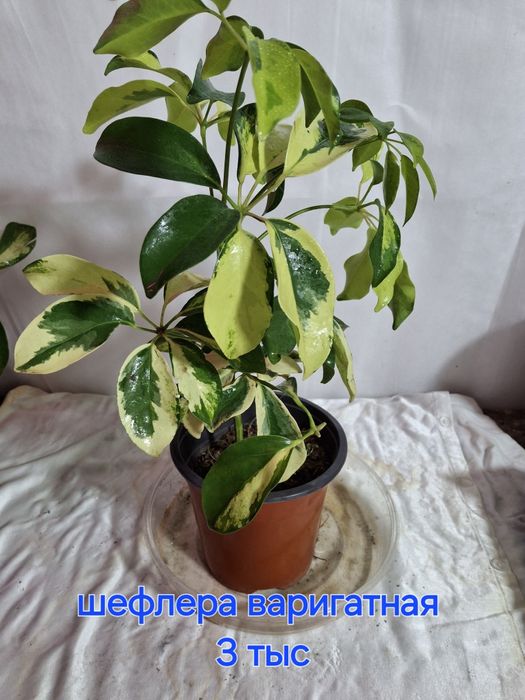 Комнатные растения