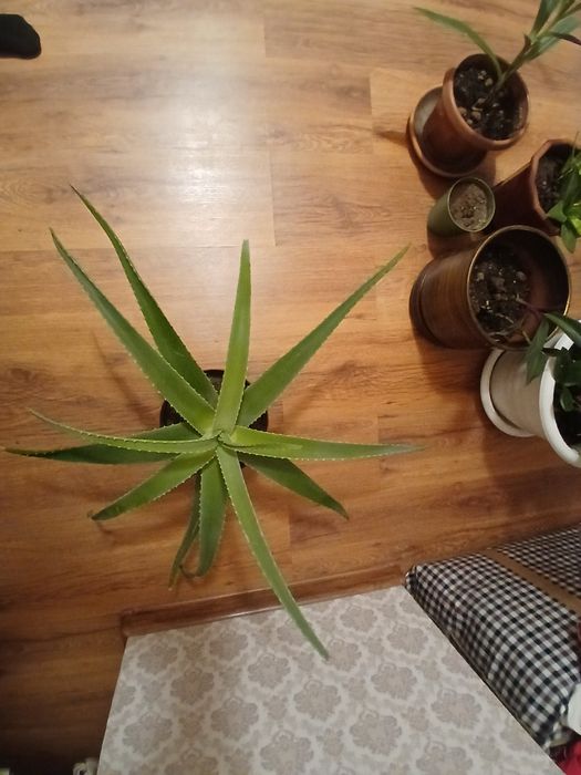 Продам алоэ лечебное