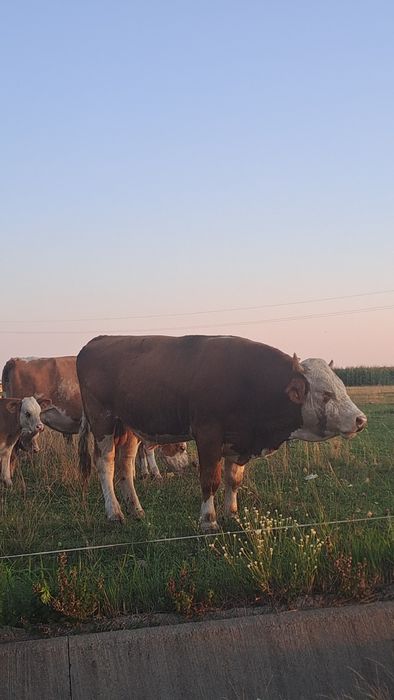 Vând taur bălțată românească