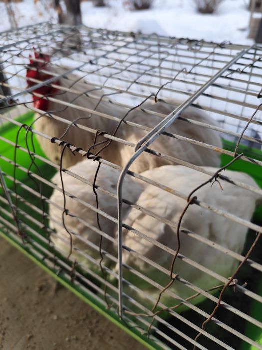 Кохинхины карликовые белые пара