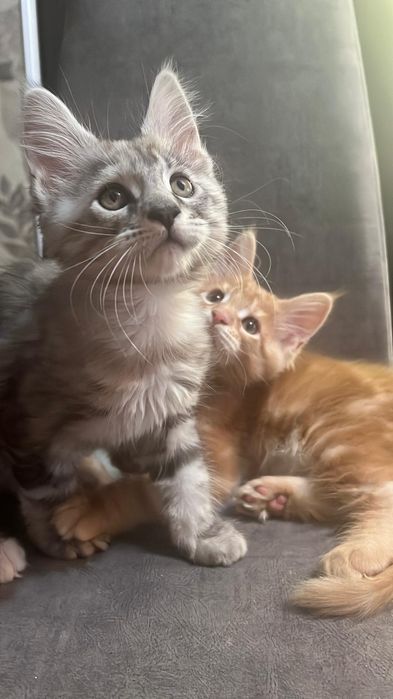 Чистокровные котята Мейн-кун