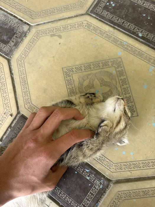 Шотландский кошки продаётся 1,5 месяц