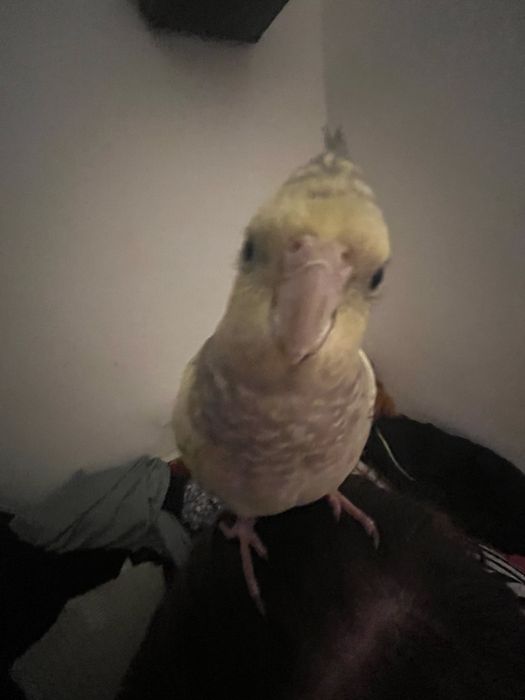 попугай корелла девочка