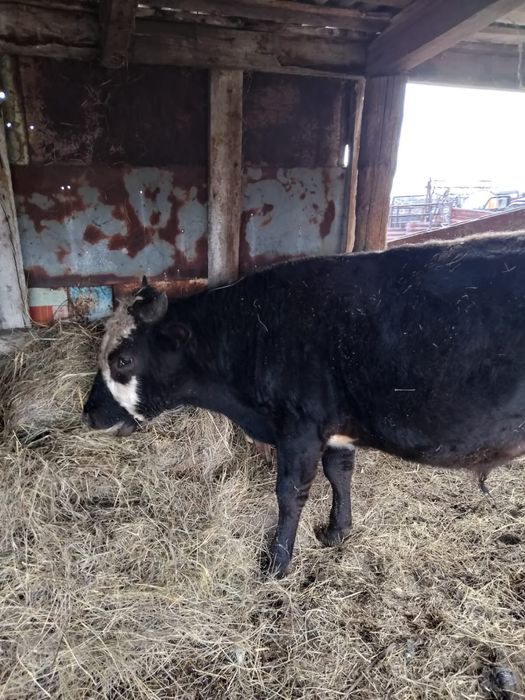 Продам мясных быков