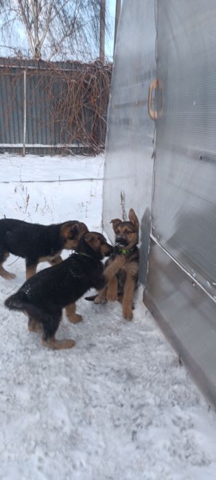 Продам щенков немецкой овчарки