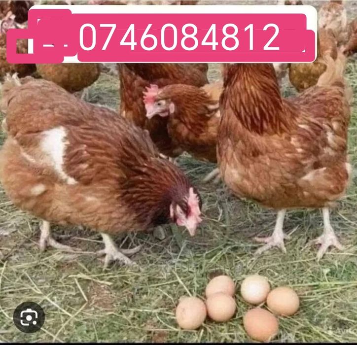 Găini roși outoare varsă 11 luni au un ciclu outor foarte bun