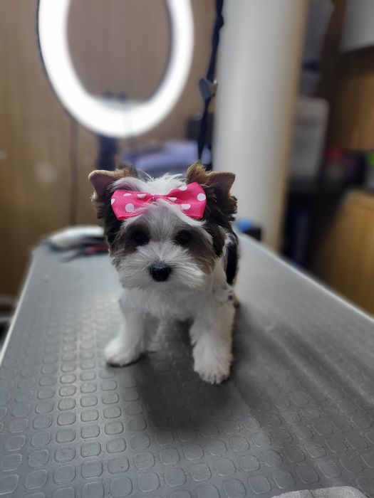 Груминг. Стрижка собак