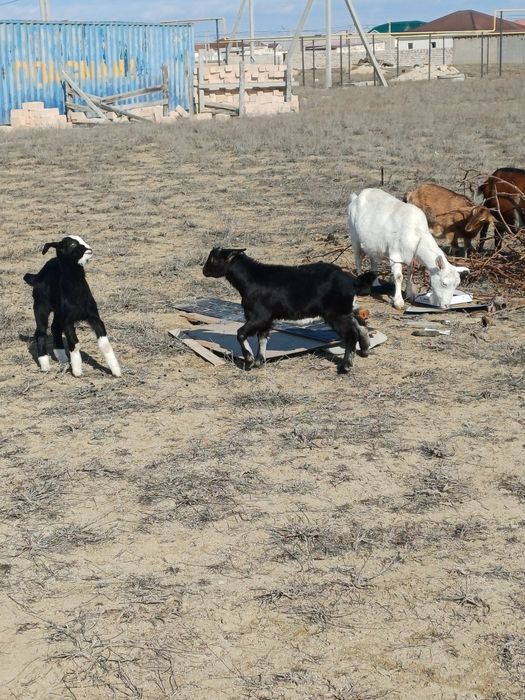 Алпи Нуби егіз теке лақтар