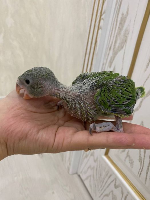 ajereliya papugay jojalari sotiladi