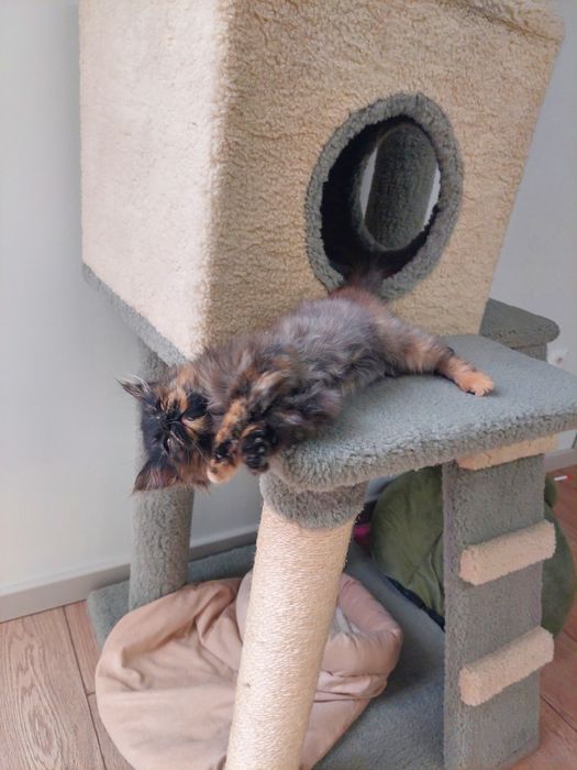 Котенок девочка Ташкент