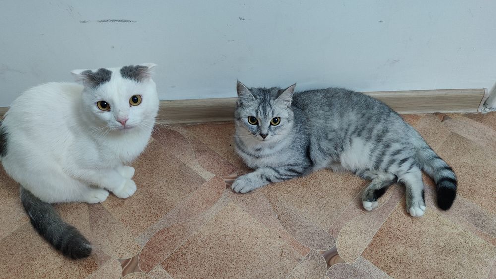 Продам котёнка не дорого !