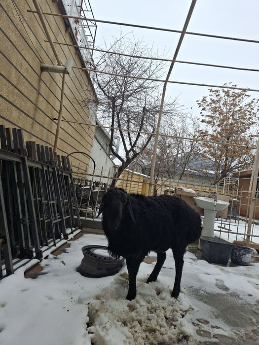 Семиз 2 Қошқарлар