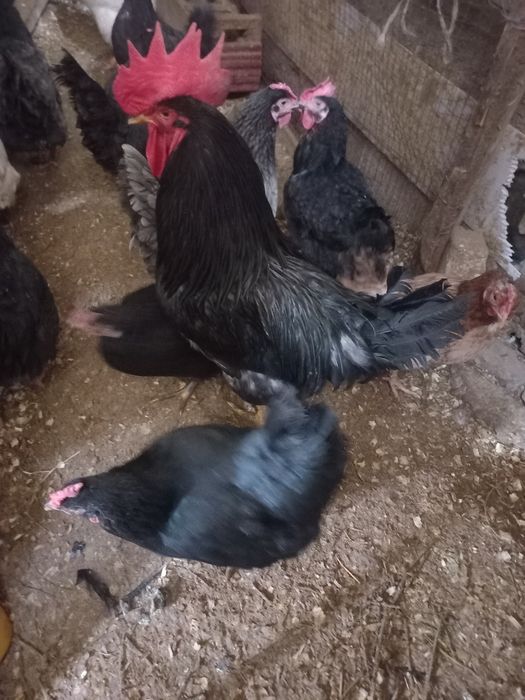 Домашный тауықтар