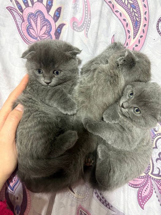 Вислоухие котята