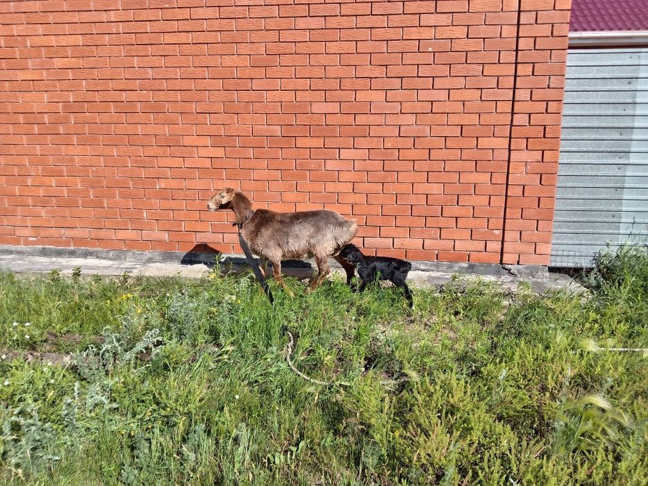 Продам овцу с ягненком