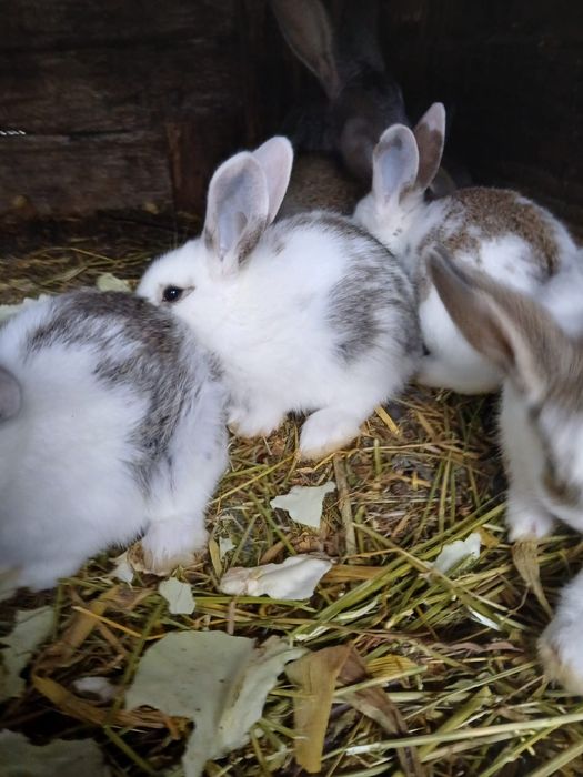 Iepuri mici și mari