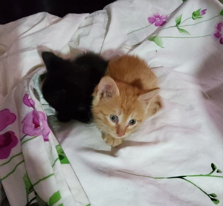 Малышечки кошечки