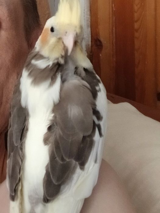 Попугай КОРЕЛЛА с клеткой