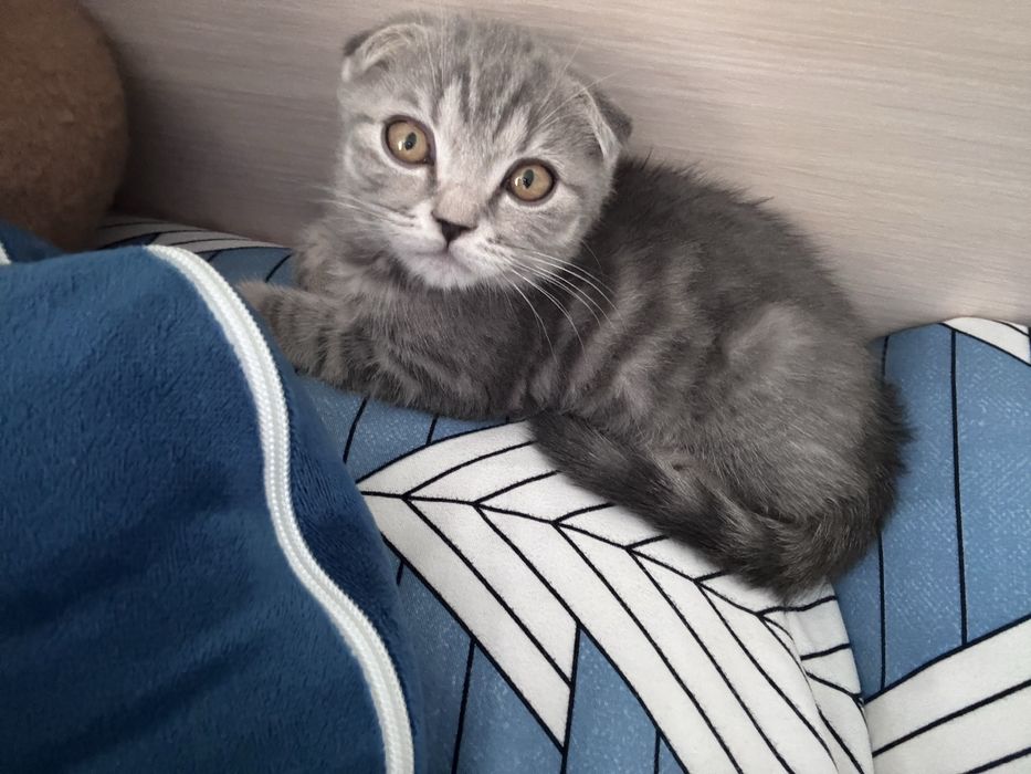 Продам котенка вислоухово