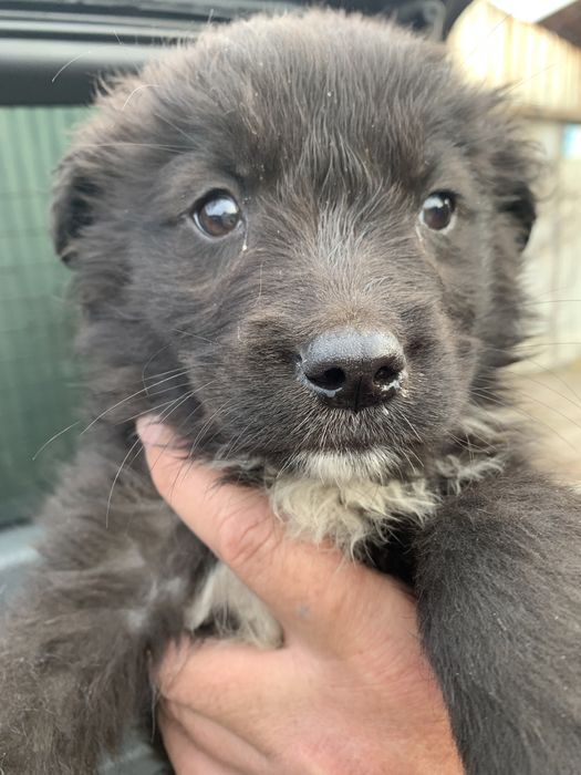 Щенки ответственым людям