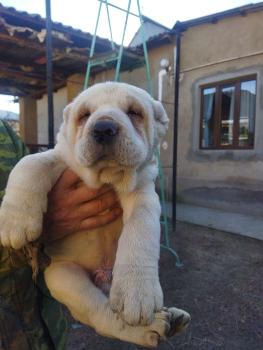 Alabay kuchuk bolalari