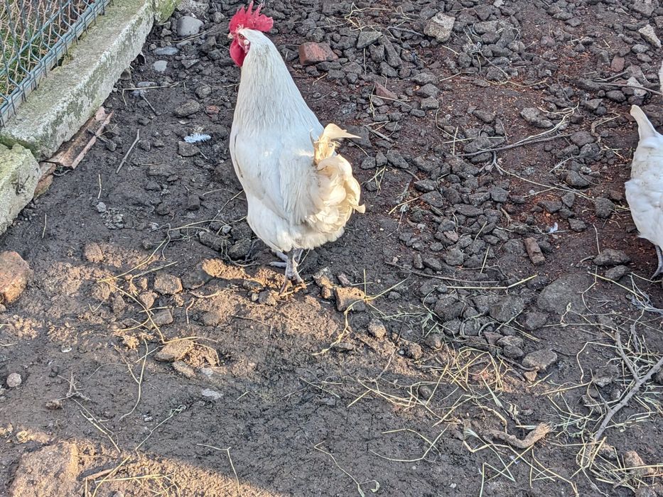 Gaini sau cocos la bresse