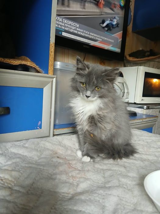 Котенок  3 месяца